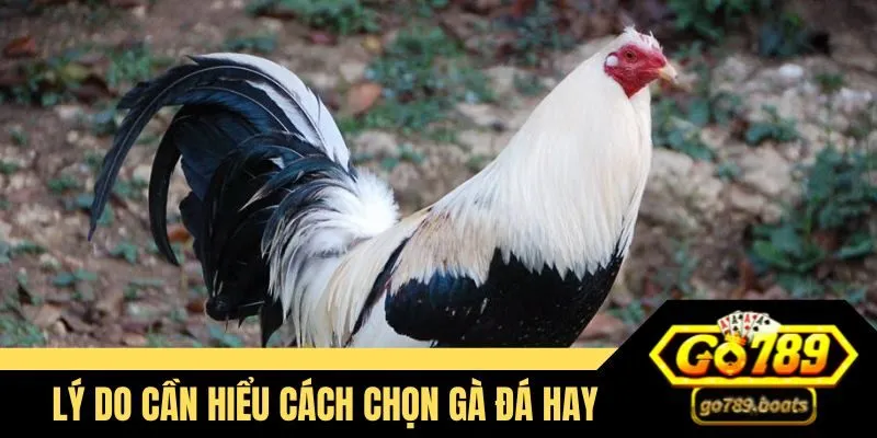 Lý do cần hiểu cách chọn gà đá hay