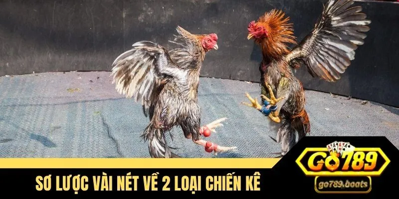 Sơ lược vài nét về 2 loại chiến kê
